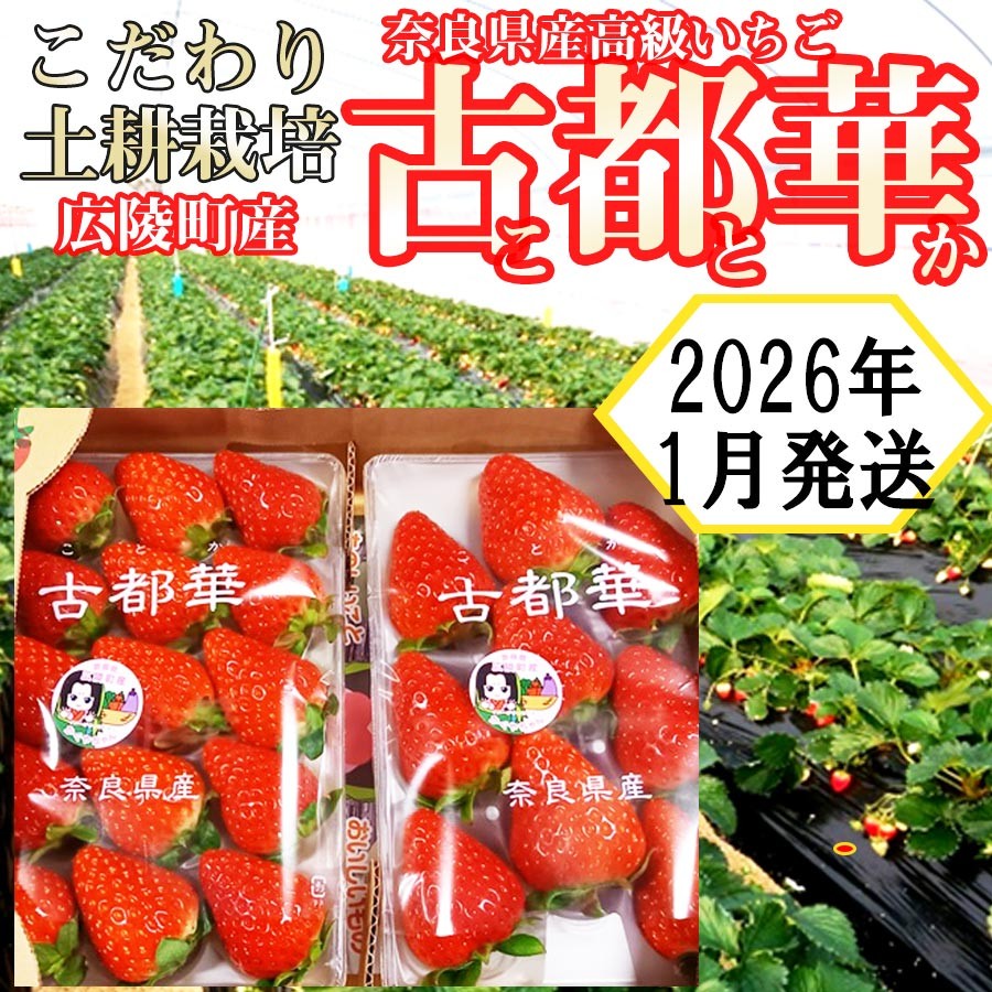 
            【2026年1月発送】こだわりの土耕栽培 奈良県産いちご【古都華】農家直送!2パック入り
          