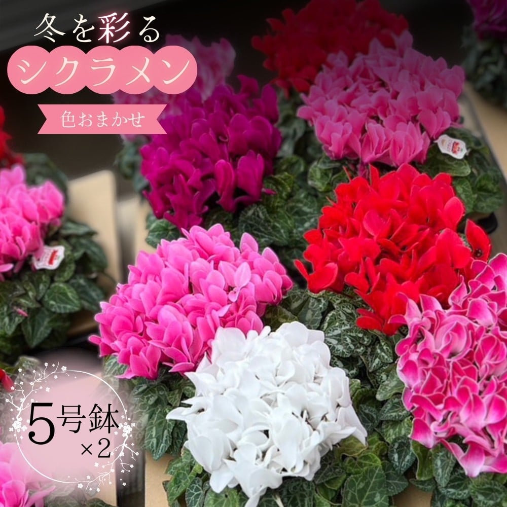 
            シクラメン 5号鉢 × ２鉢  2025年シーズン 先行予約  色はおまかせ おまかせ 冬の花 鉢花クリスマス 冬のガーデニング フラワーガーデン斉藤 花農家直送 千葉県八街市
          