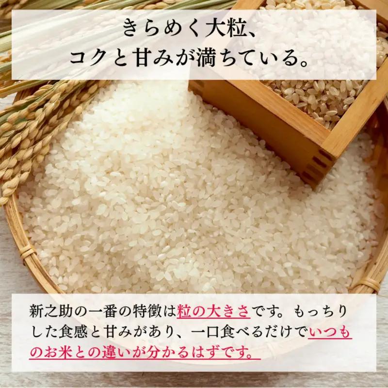 令和8年産 新潟県上越産 特別栽培米 新之助 定期便 5kg×6回 計30kg 【玄米】 従来品種 こしひかり 新米 おおた農場 上越市