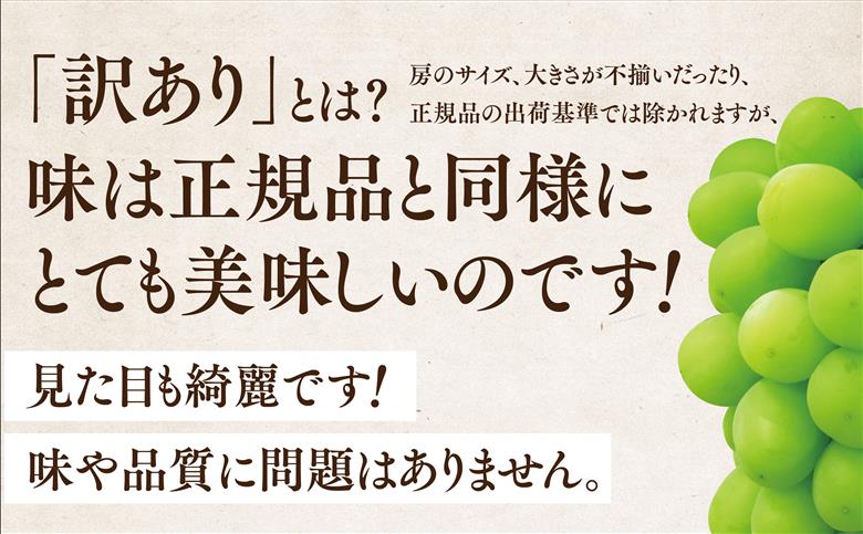 【訳あり】粒の大きさが不揃い 星乃シャインマスカット 820g 1房～2房【配送不可地域：離島・北海道・沖縄県】