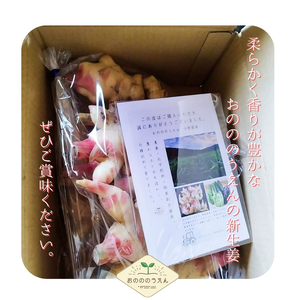 【2026年発送分予約】京都府産　新生姜 5kg 栽培期間中 農薬 化学肥料 除草剤不使用 生姜 しょうが 酢漬け 薬味 野菜 紅茶 ガリ チューハイ 健康 国産 おつまみ myz11 myz20