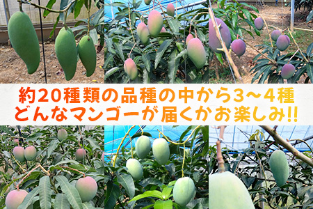 【先行予約】産地直送！石垣島産 マンゴー 食べ比べセット4～4.5kg (３～４種) (2024年6月中旬～8月下旬発送) IF-8
