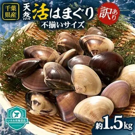 (( 訳あり ))　天然活はまぐり約1.5kg【配送不可地域：離島・沖縄県】【1465117】