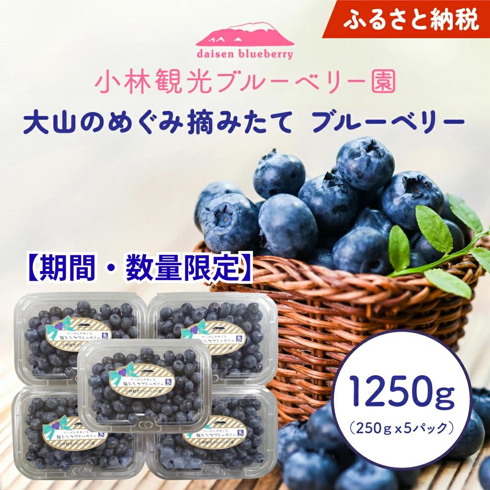 
                  【期間・数量限定】大山のめぐみ摘みたてブルーベリー　1250ｇ KB-01
                