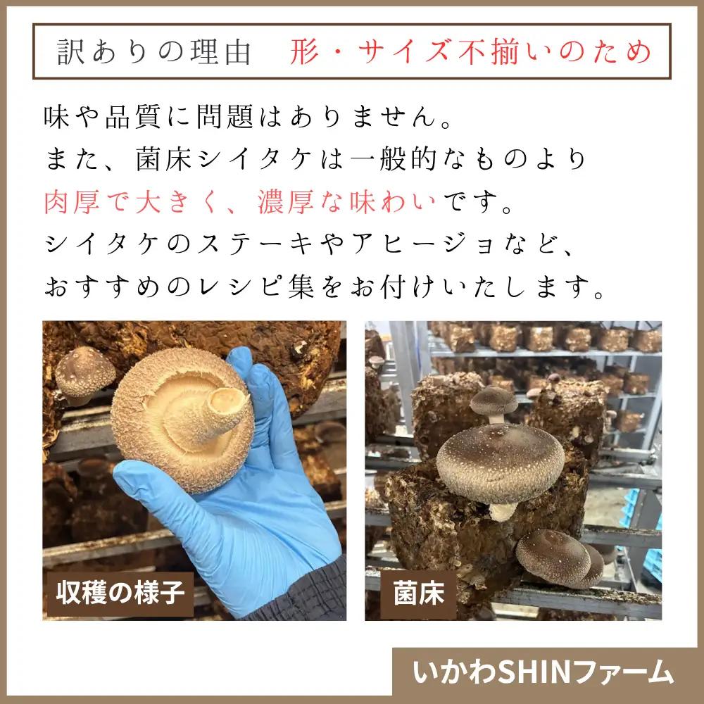 生しいたけ 1.2kg 菌床 しいたけ 訳あり