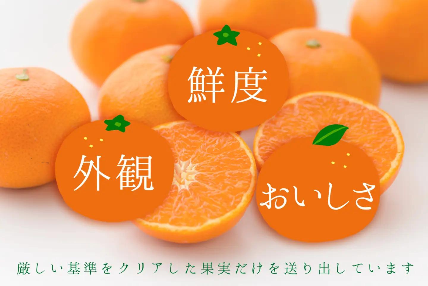 コウ果樹園の【厳選】甘平2kg YWTG031
