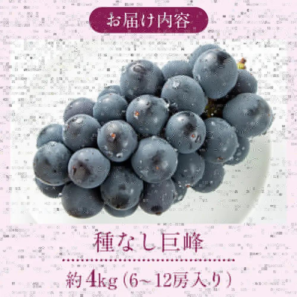 2026年産ぶどう  種なし 巨峰 約4kg 6～12房入り 果物 ブドウ 葡萄 フルーツ デザート おやつ 信州 2026年秋発送 |  果物 ブドウ 葡萄 フルーツ デザート ぶどう 種なし フル