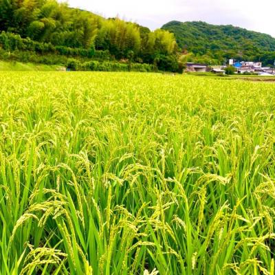 ふるさと納税 南あわじ市 農家直送!【奈良農園】淡路島産キヌヒカリ 5kg |  | 03