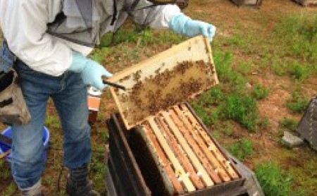 河内晩柑 はちみつ 蜂蜜 500g はちみつ 河内晩柑