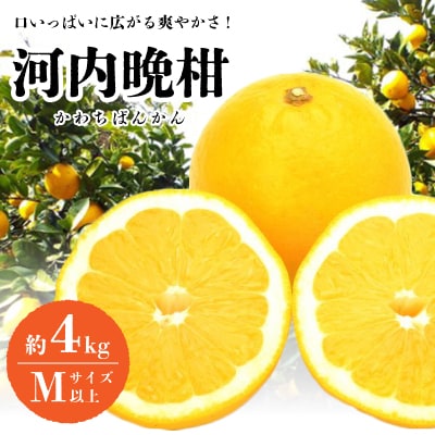 口いっぱいに広がる爽やかさ!「河内晩柑」約4kg(Mサイズ以上)【C28−11】【1076999】