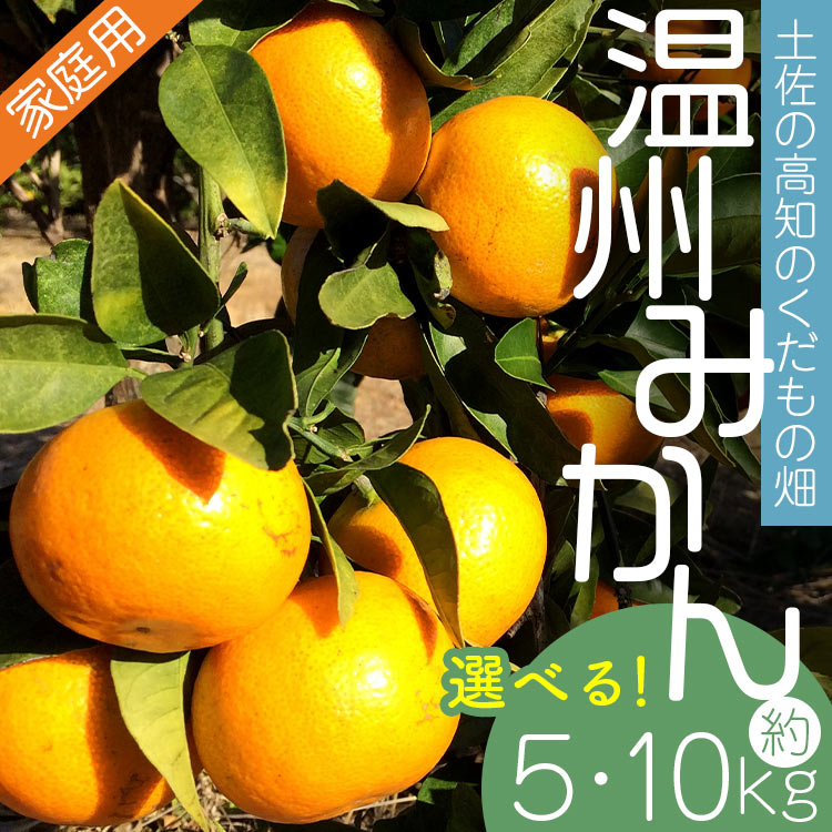 【ふるさと納税】【選べる内容量】【期間限定】土佐の高知のくだもの畑 みかん（家庭用）約5kg/約10kg - 温州みかん ミカン 訳アリ わけあり 蜜柑 ミカン 柑橘 柑橘類 フルーツ 果物 くだもの ご家庭用 ご自宅 美味しい おいしい 高知県 香南市【常温】Rkd-0021