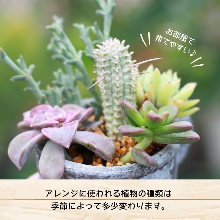 サボテン＆多肉植物の寄せ植え【ミニ黒ポット】 ／ インテリア 植物 ギフト おしゃれ 彩花園