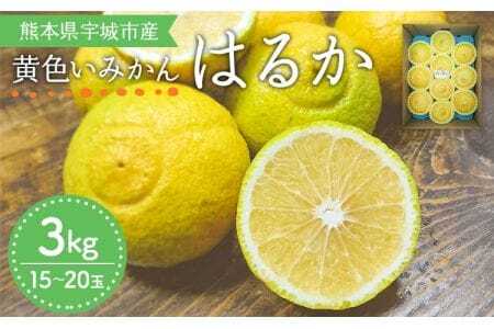 みかん はるか 約3kg (15玉～20玉) 【2026年2月上旬～2026年6月下旬発送】