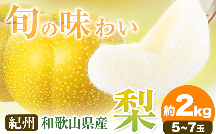 
                  【先行予約】紀州和歌山県産の梨 約2kg 5～7玉 化粧箱入 魚鶴《2026年8月中旬-9月上旬頃出荷(土日祝除く)》和歌山県 日高町 和歌山県産 梨 なし ナシ 贈り物 ギフト
                