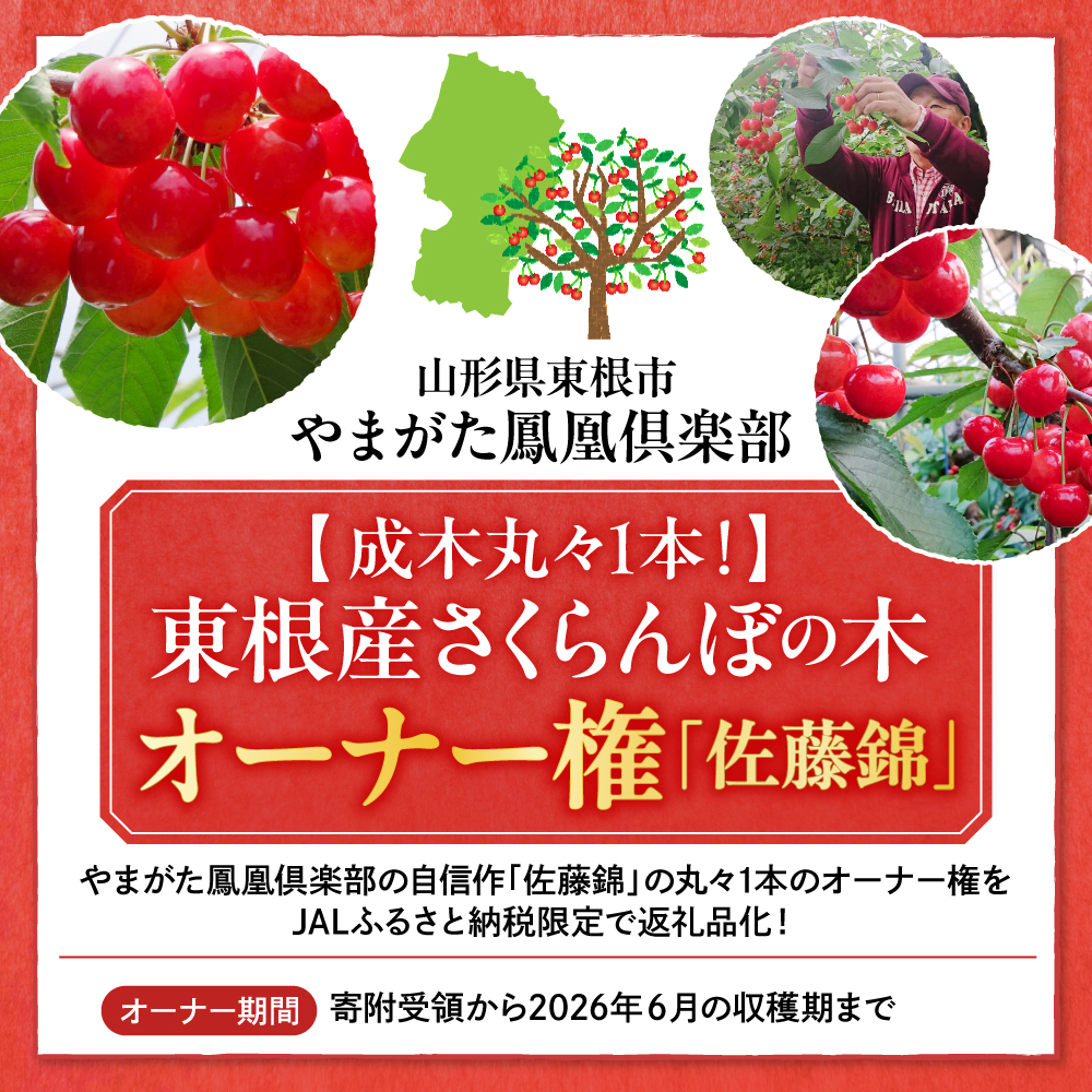 【数量限定　JAL限定】【成木丸々1本！】東根産さくらんぼの木 オーナー権「佐藤錦」 山形県 東根市 hi081-002