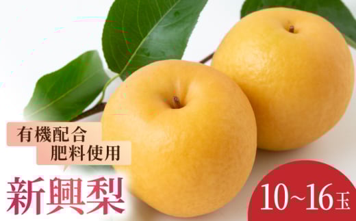 【先行予約】有機配合肥料使用 新興梨 10～16玉 （約5kg） 【2026年9月下旬～10月上旬より順次発送予定】 【春光園】 梨 なし 果物 フルーツ 新興 果実 福岡県 うきは市 常温