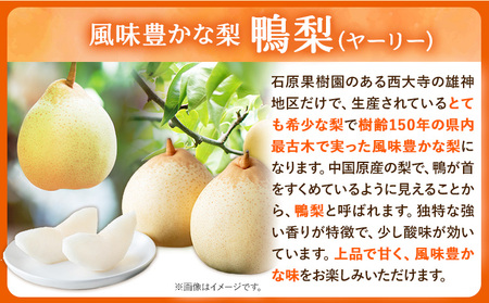 【先行予約】梨 なし 梨 旬 あたご梨 1玉 鴨梨 1玉 計2玉 贈答箱 石原果樹園 《11月中旬-12月下旬頃出荷》岡山県 浅口市 果物 フルーツ 梨 詰め合わせ 贈答用