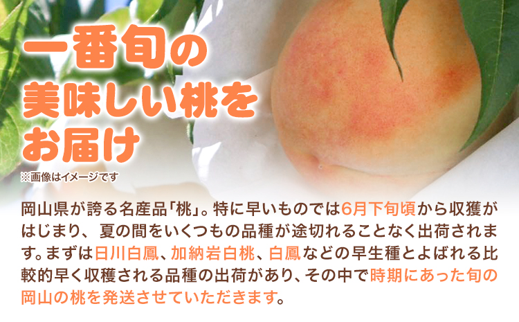 【令和7年度先行予約】岡山の白桃 早生種 3玉 約840g 晴れの国 おかやま館(つむぐ株式会社) 《2025年6月下旬‐8月上旬頃出荷》岡山県 浅口市 フルーツ モモ 果物 青果 旬【配送不可地域あ