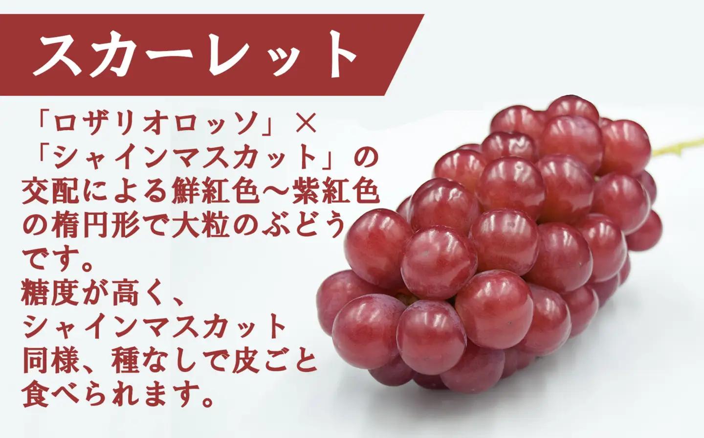 【2026年発送分】赤のスカーレット＆緑のシャインマスカットの食べ比べセット（各１房）　シャイン マスカット ぶどう ブドウ 葡萄 山梨 やまなし フルーツ 果物 新品種 スカーレット 赤ぶどう 食べ