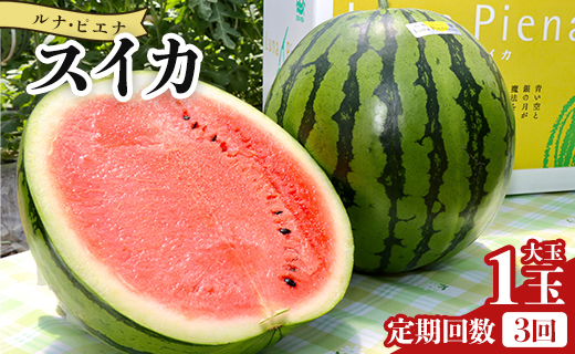 スイカ 定期便 【３回定期便】ルナ・ピエナスイカ(大玉) 1玉 Wyu-0070
