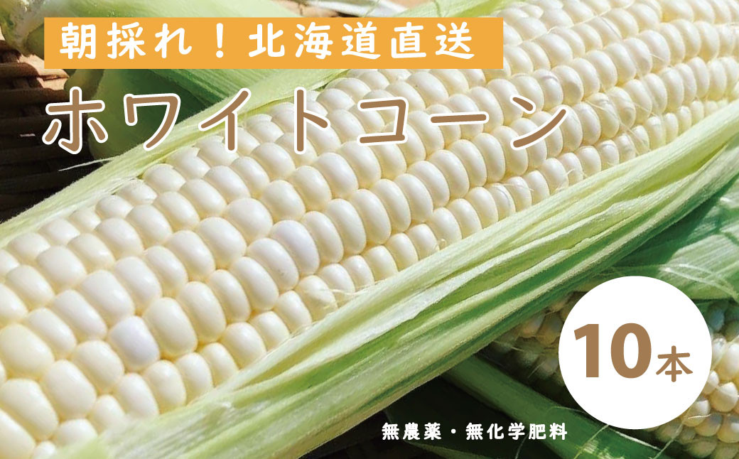 
【2024年産予約受付】北海道産ホワイトコーン　無農薬・無化学肥料 10本
