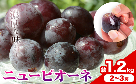 ご家庭用 岡山県産 ニューピオーネ 1.2kg 2-3房【配送不可地域あり】