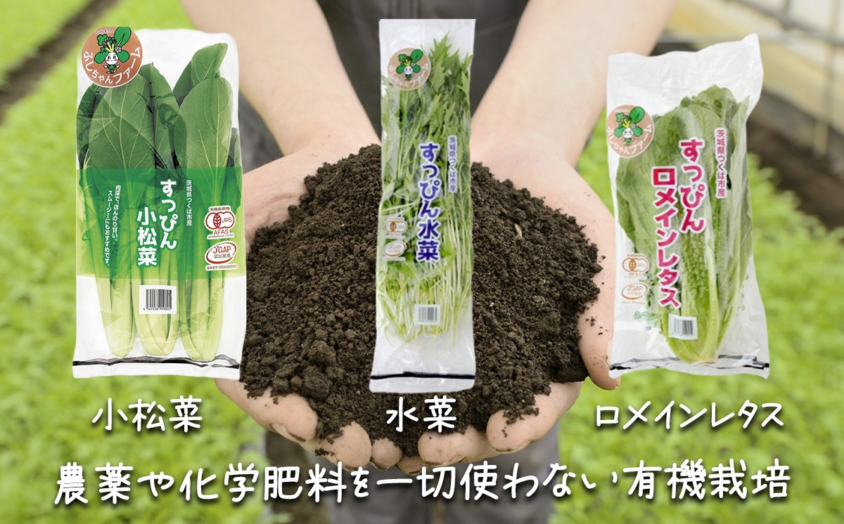 すっぴん有機やさいセット ( 小松菜 ・ 水菜 ・ ロメインレタス )【 茨城県 つくば市 小松菜 ロメインレタス 水菜 鍋 鍋もの 野菜 ベジタブル 有機野菜 有機栽培 無農薬 有機農業 オーガニッ