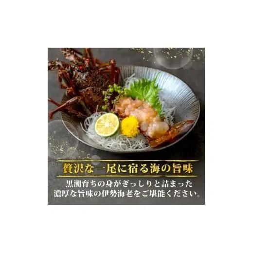 【 伊勢海老 】 伊勢海老1kg
