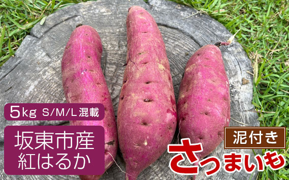 
No.518 【箱入り】坂東市産　生さつまいも　紅はるか5kg（泥付きS、M、L混載） ／ さつまいも 甘い ねっとり 茨城県
