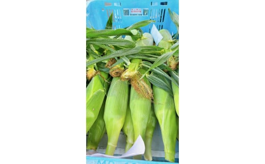 採れたてコーン丹波のなんばぁ　