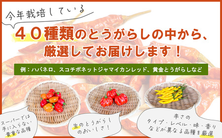 【十色とうがらしファーム】とうがらし　＜激辛＞品種詰合せ　【11100-0806】