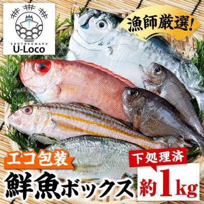 ふるさと納税 肝付町 漁師厳選!ロコフィッシュ(地魚) 下処理済鮮魚ボックス(約1kg)【エコ包装】　P78001