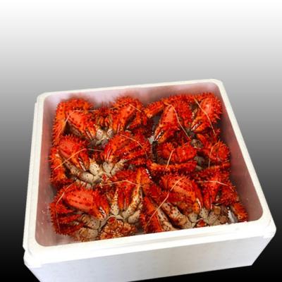 ふるさと納税 根室市 【年内配送可】★花咲かに500〜650g×6尾 D-36045 |  | 01