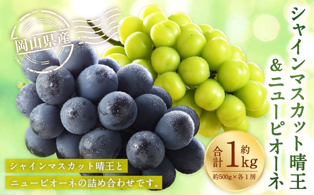 
                  岡山県産 シャインマスカット 「 晴王 」 とニューピオーネ 2Lサイズ 計約1kg ぶどう ブドウ 葡萄 くだもの 果物 果実 フルーツ 国産 マスカット 【 2026年8月下旬～9月下旬発送予定 】
                