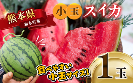 小玉スイカ1玉 熊本和水町産 スイカ 小玉【4月中旬頃から順次出荷】 | 熊本県 和水町 くまもと なごみまち すいか 西瓜 スイカ 小玉 1玉