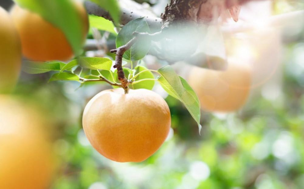 梨 2026年  あたご梨 1玉（約1.2kg） 贈答箱赤秀【ナシ なし 岡山県産 国産 フルーツ 果物 ギフト 石原果樹園】