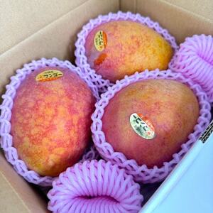 ＜2024年6月中旬～8月上旬出荷＞先行予約 完熟中城美ら島マンゴー2玉～3玉（約1kg優）