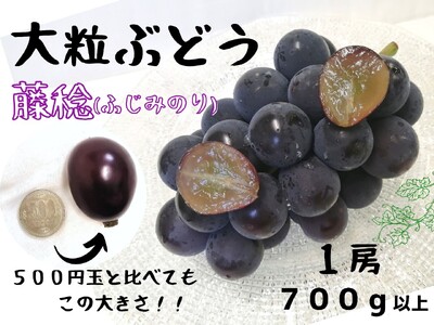 【2616-0303】[厳選品] 大粒希少品種 藤稔1房700g以上！ 朝採れぶどうを直送！ぶどう専門農家が本気で育てたぶどうをお届けします！