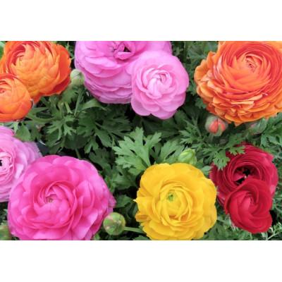 ふるさと納税 美作市 早春を飾る花苗セット【3月発送】12ポット |  | 02
