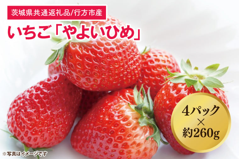 
            【茨城県共通返礼品/行方市産】【2025年1月より順次発送】いちご 「やよいひめ」 約260gパック×4【いちご 苺 イチゴ フルーツ 果物 ジューシー 水戸市 水戸 茨城県】（LO-3）
          