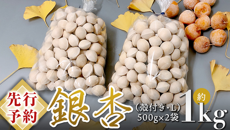 【 先行予約 2025年10月上旬以降発送 】銀杏 ぎんなん 約1kg ( 殻付き ・ L )　500g × 2袋 イチョウ 秋 美味 栄養満点 健康 高血圧予防 むくみ改善 疲労回復 美肌  [AX025ya]