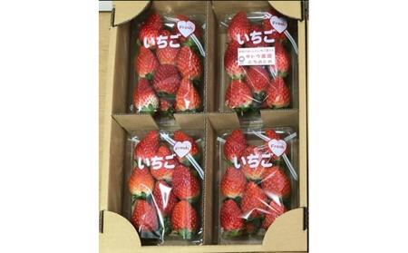 (先行予約)【角田市産地直送】朝摘み いちご「とちおとめ」合計約1kg（250g×4パック）配送不可地域：北海道・沖縄県・離島  ｜ いちご フルーツ くだもの