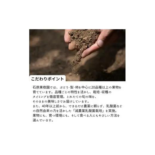 あたご梨 2玉 贈答 化粧箱 赤秀 約1.1kg玉【先行予約 2026年11月中旬から順次発送】