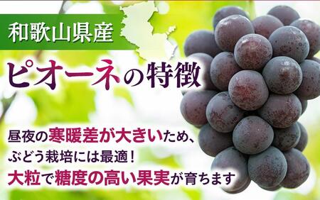 【新鮮・産直】和歌山かつらぎ町産たねなしピオーネ約2kg★2025年8月中旬頃より順次発送【TM164】【tec500A】