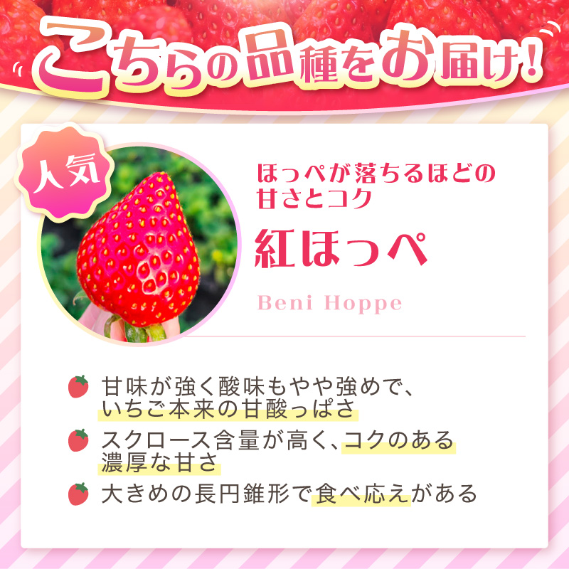 【2027年1月～5月発送予定】【いちご本来の甘酸っぱさを味わう】定番人気 紅ほっぺ 約600g（約300g×2パック×1箱）5ヶ月定期便 ※お届け不可地域あり【121B-006-2027】