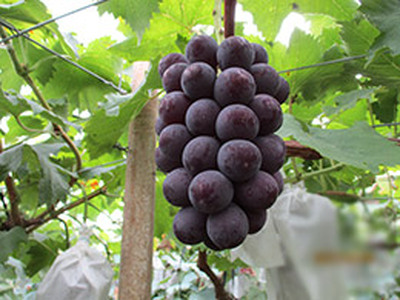 シャインマスカット 1房 と 季節のぶどう 2房 詰め合わせ ( 約1.8kg ) | 果物 くだもの フルーツ ぶどう ブドウ 葡萄 セット 兵庫県 上郡町