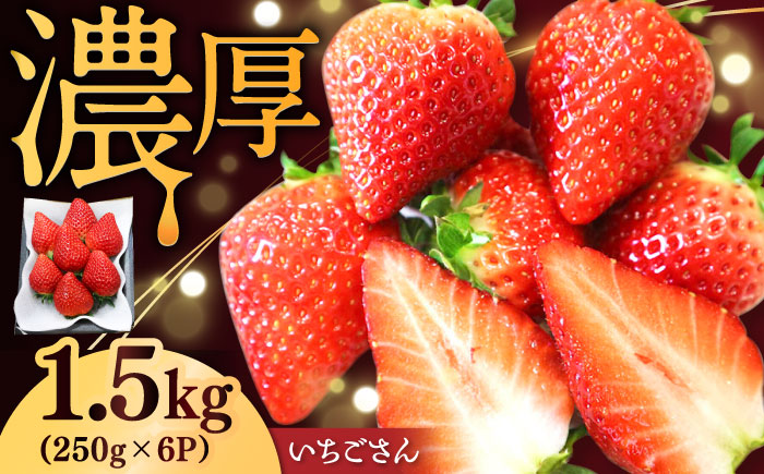 【先行予約】【ジューシーな濃厚いちご】いちごさん 1.5kg（250g×6パック） / 苺 イチゴ いちご フルーツ 果物 / 佐賀県 / さかもとさんの畑 [41ABAA003]