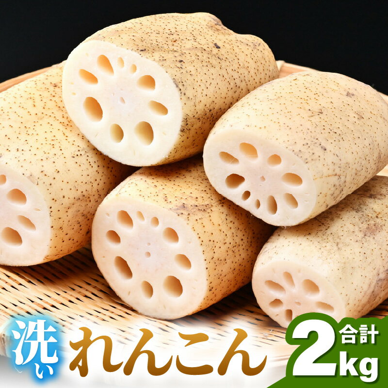 【ふるさと納税】【先行予約】洗いれんこん 2kg 《発送直前に収穫してお届け！》 シャキっとした歯触り！ ／ 有機肥料 低農薬 蓮根 レンコン 野菜 根菜 正月 ※2025年11月中旬以降順次発送予定