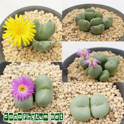 【ふるさと納税】多肉植物6種類コノフィツムセット【配送不可地域：離島】【1663272】