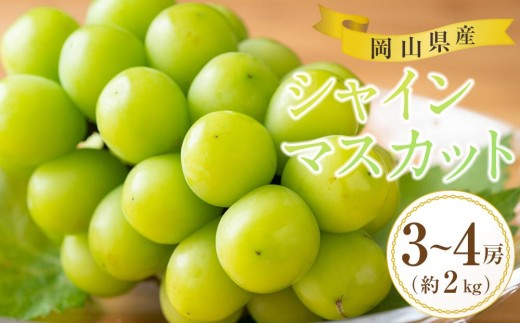ぶどう 2026年 岡山県産 シャインマスカット 3房～4房 約2kg  贈答 ぶどう園AC | フルーツ 果物 くだもの ぶどう ブドウ シャインマスカット 国産 岡山県産 食品 人気 おすすめ  